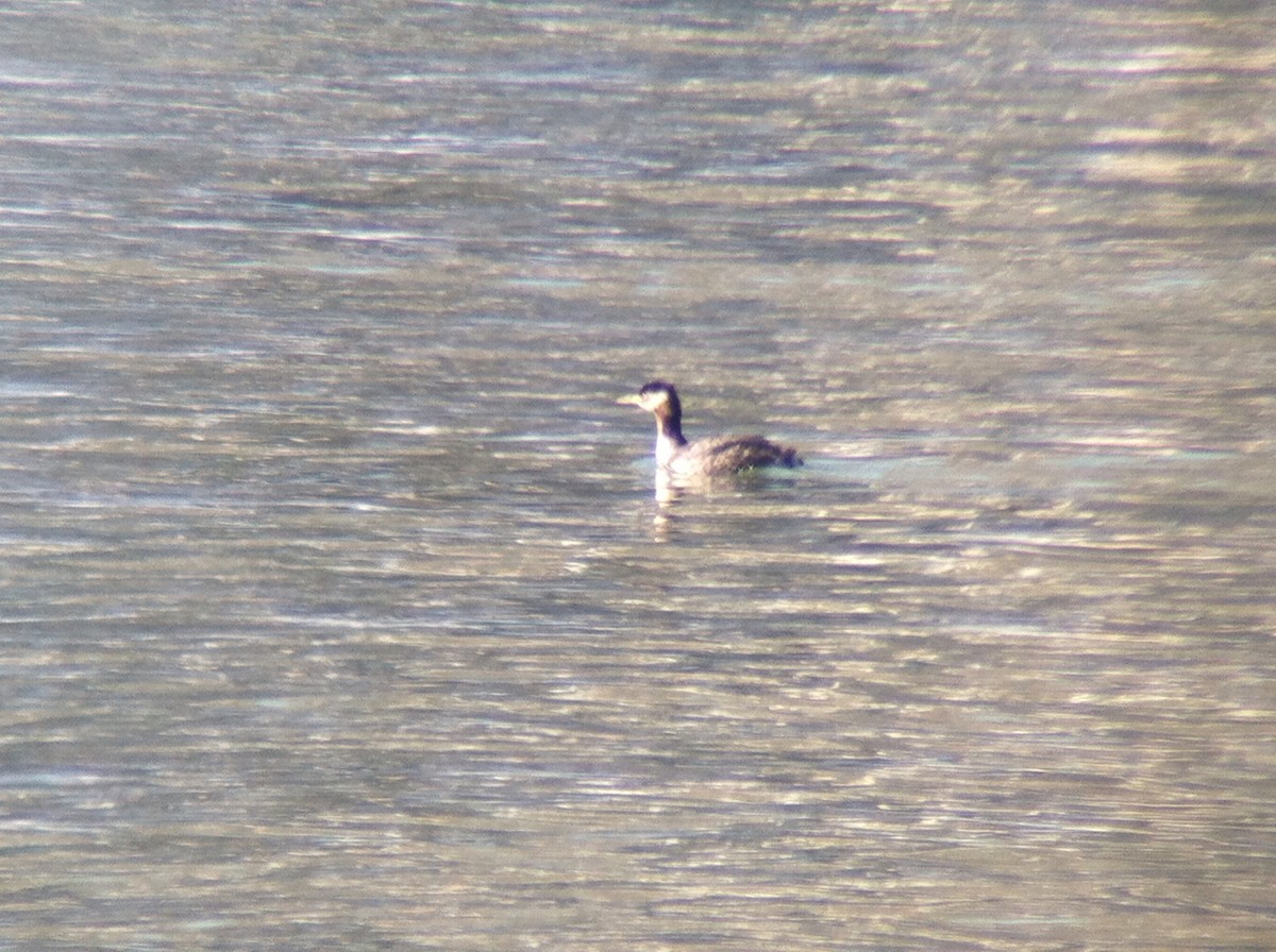 Red-necked Grebe - ML132591621