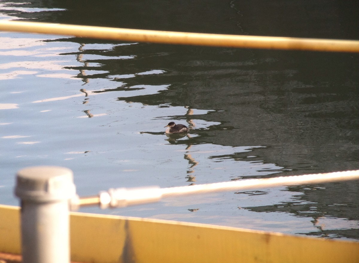 Red-necked Grebe - ML132591661