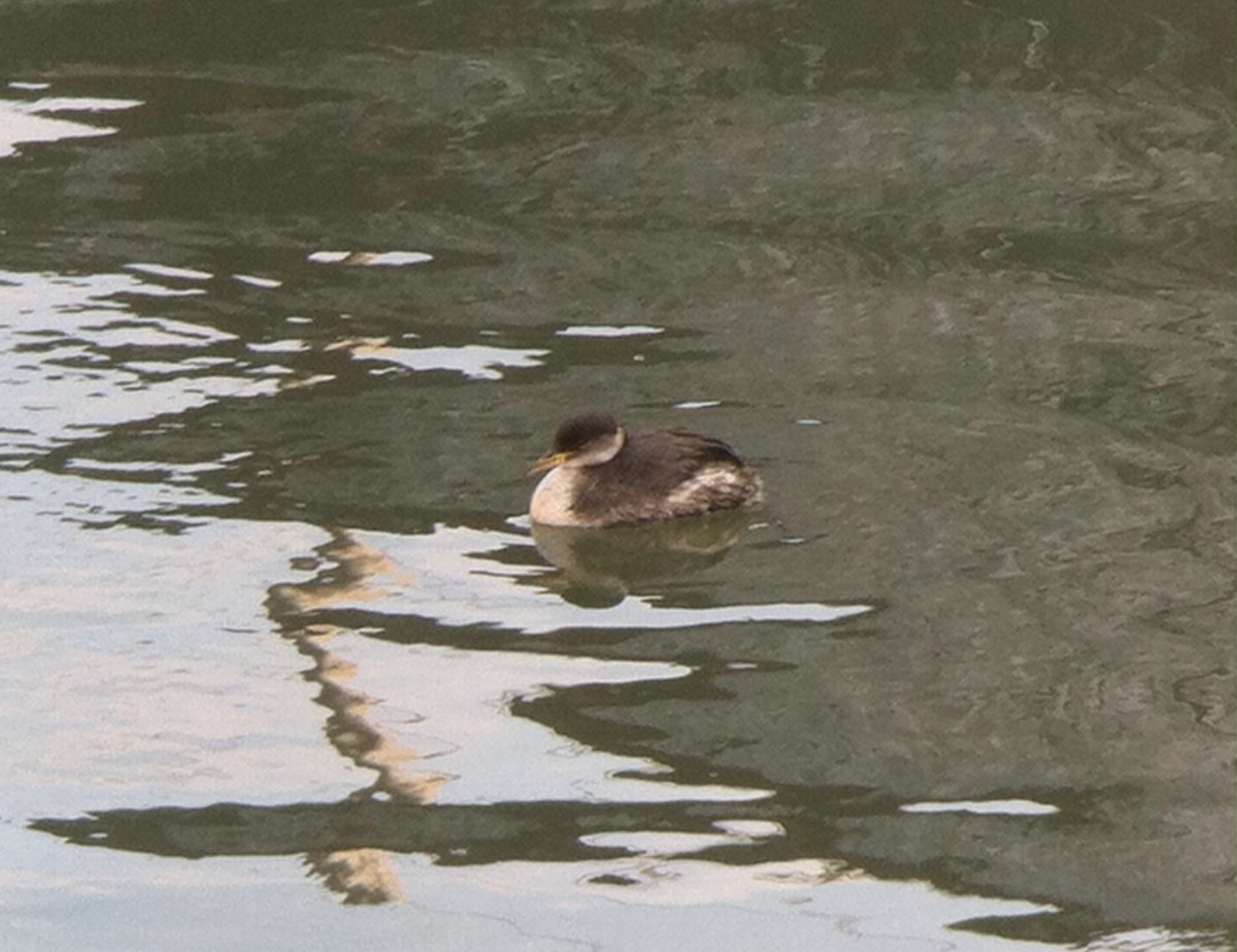 Red-necked Grebe - ML132591671