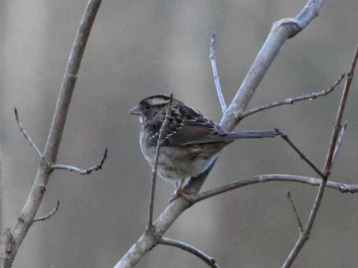 White-throated Sparrow - ML132591851
