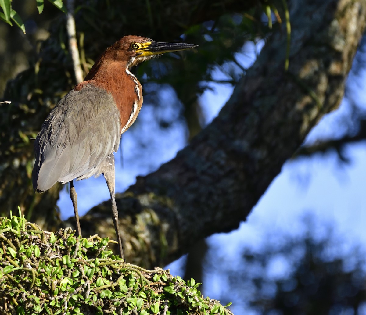 Rufescent Tiger-Heron - ML132591991