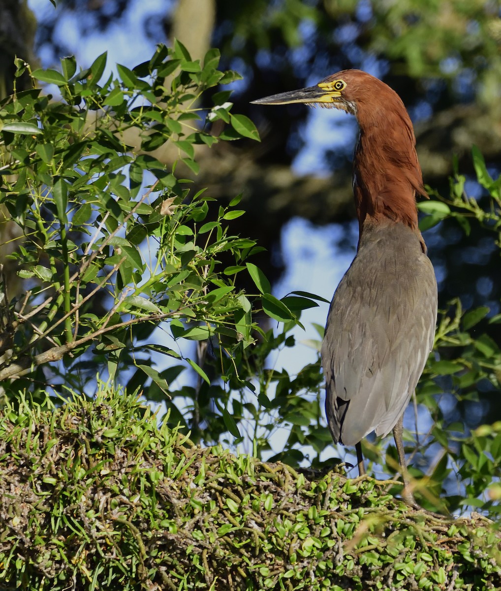 Rufescent Tiger-Heron - ML132592001