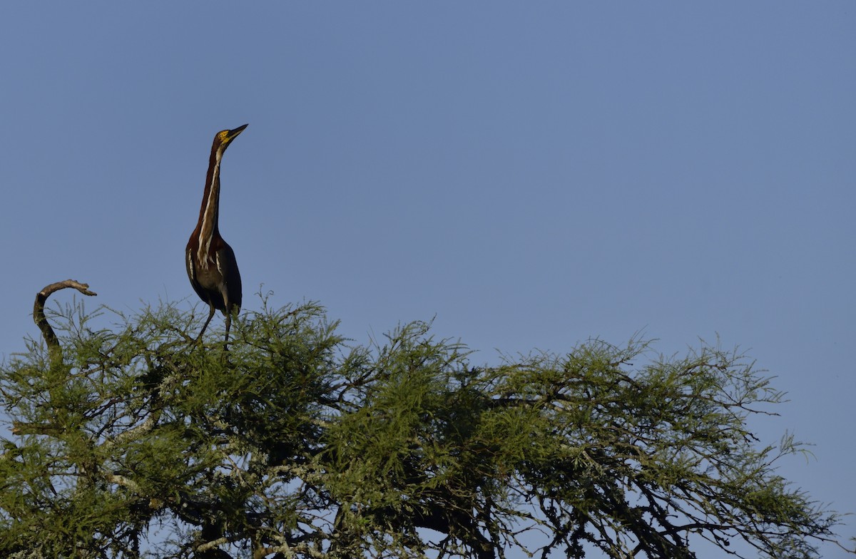 Rufescent Tiger-Heron - ML132592021