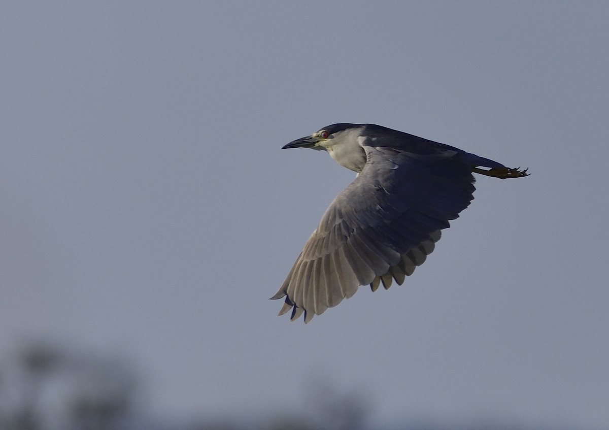 Black-crowned Night Heron - ML132592371