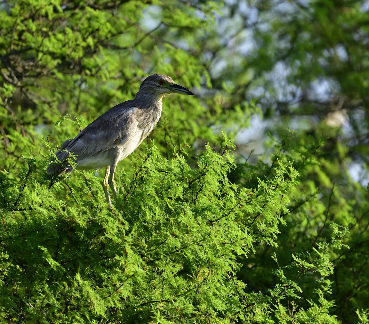 Black-crowned Night Heron - ML132592461