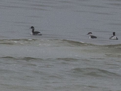 Eared Grebe - ML132593591