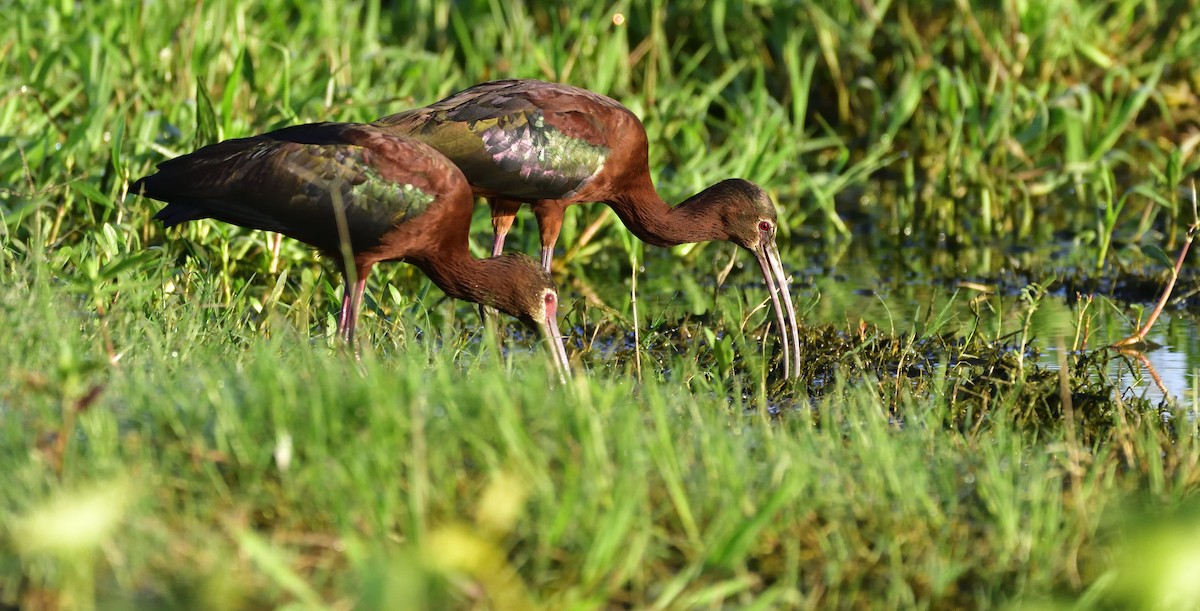 ibis americký - ML132593841