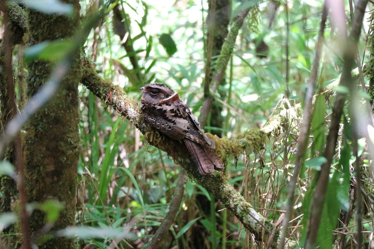 Collared Nightjar - Marion Langrand
