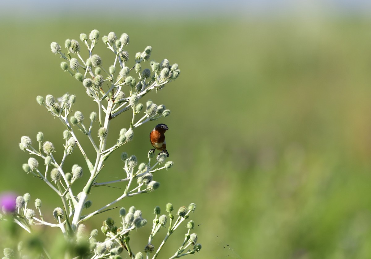 Rufous-rumped Seedeater - ML132595521