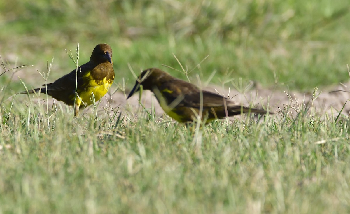 Brown-and-yellow Marshbird - Miguel Ansenuza