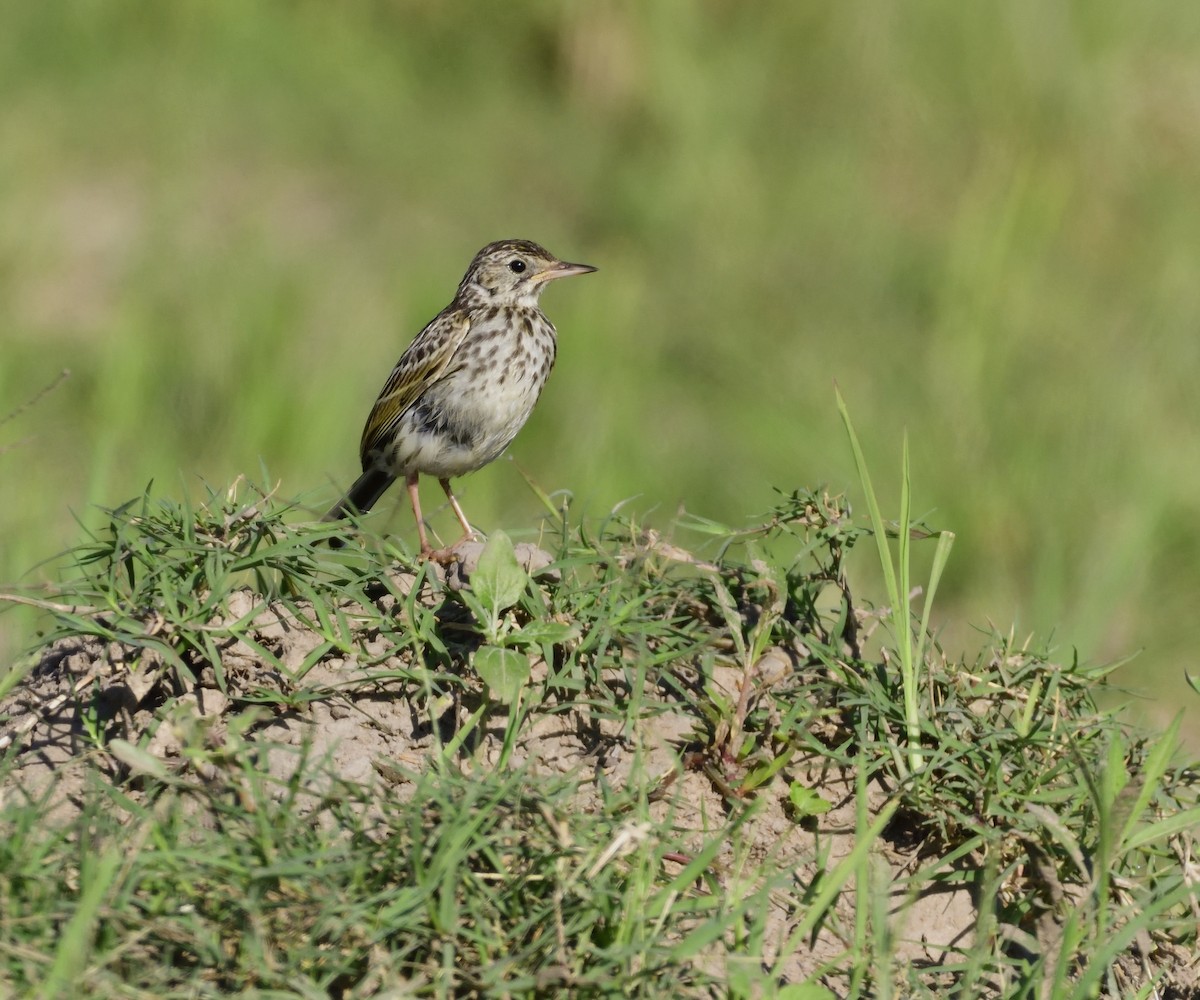 Yellowish Pipit - ML132595941