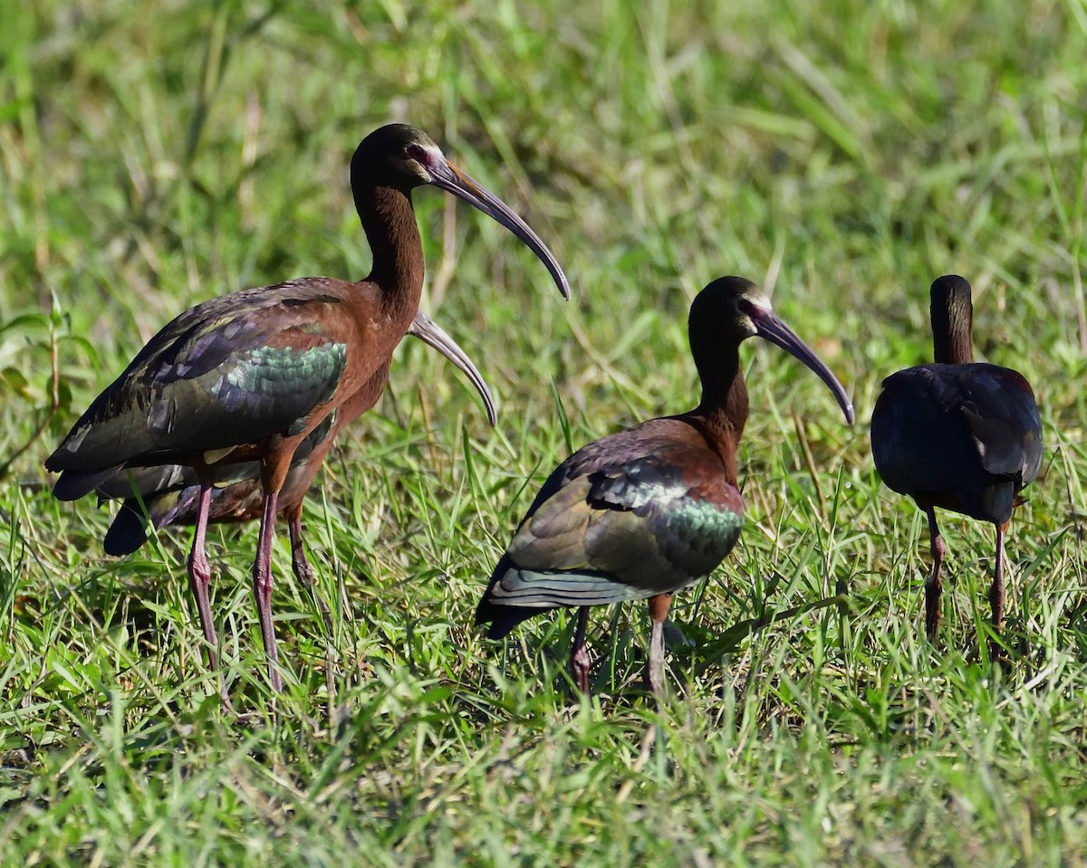 White-faced Ibis - ML132596051