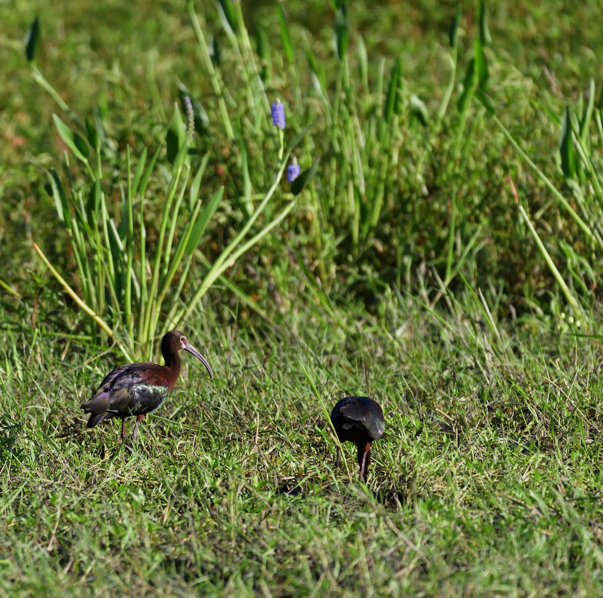 Ibis à face blanche - ML132596071