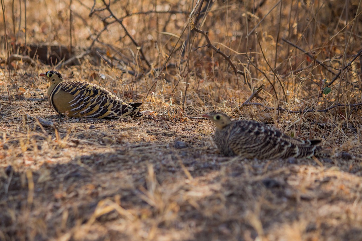 Painted Sandgrouse - ML132597721