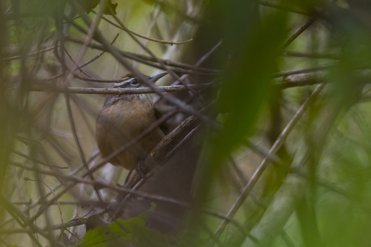 Carolina Wren (White-browed) - ML132599571