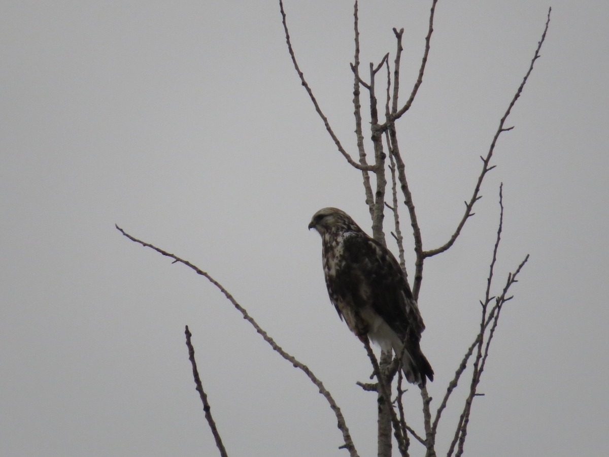 Rough-legged Hawk - ML132602671