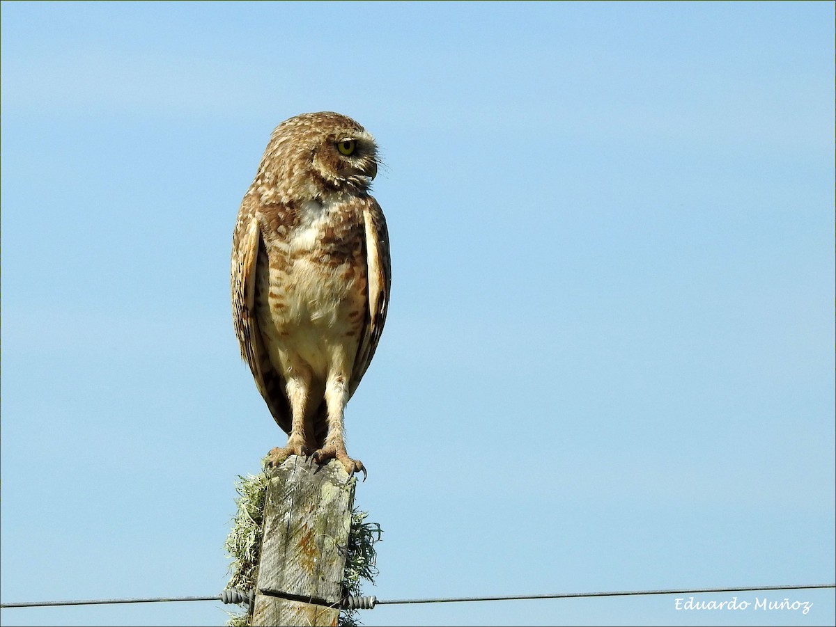 Burrowing Owl - ML132603301