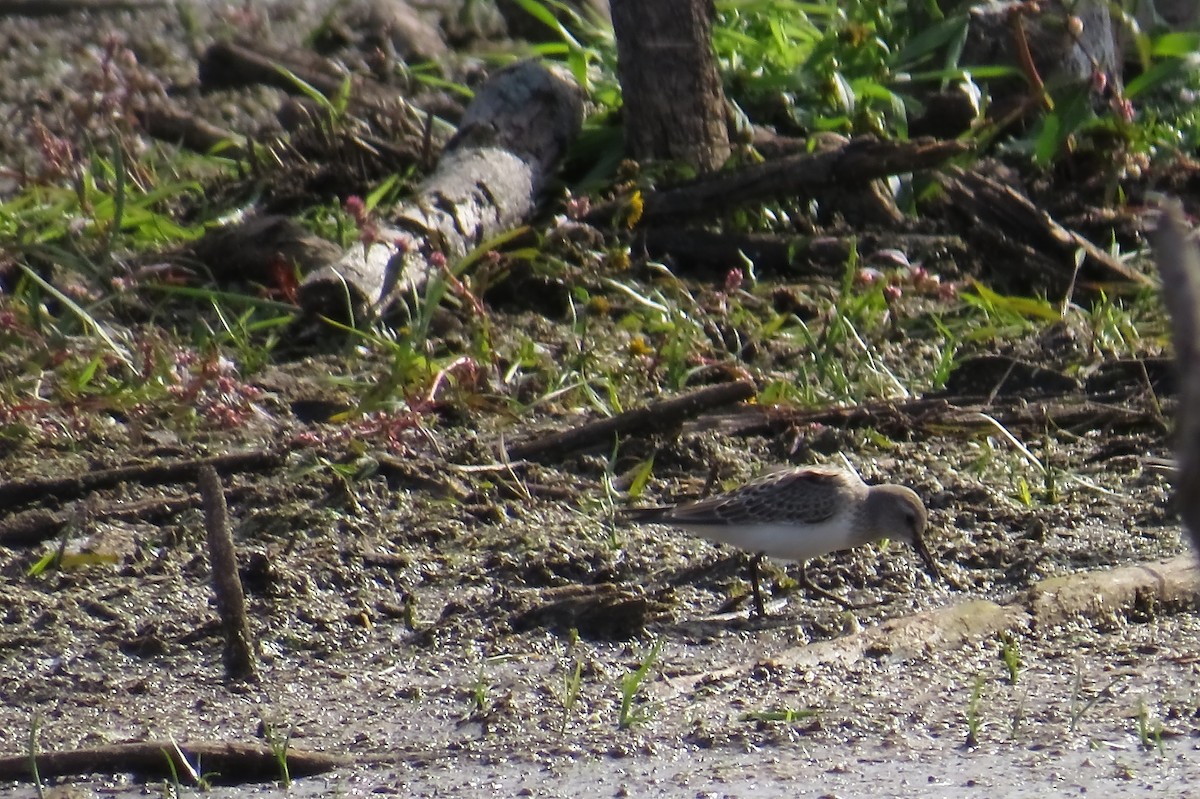 White-rumped Sandpiper - ML132604751