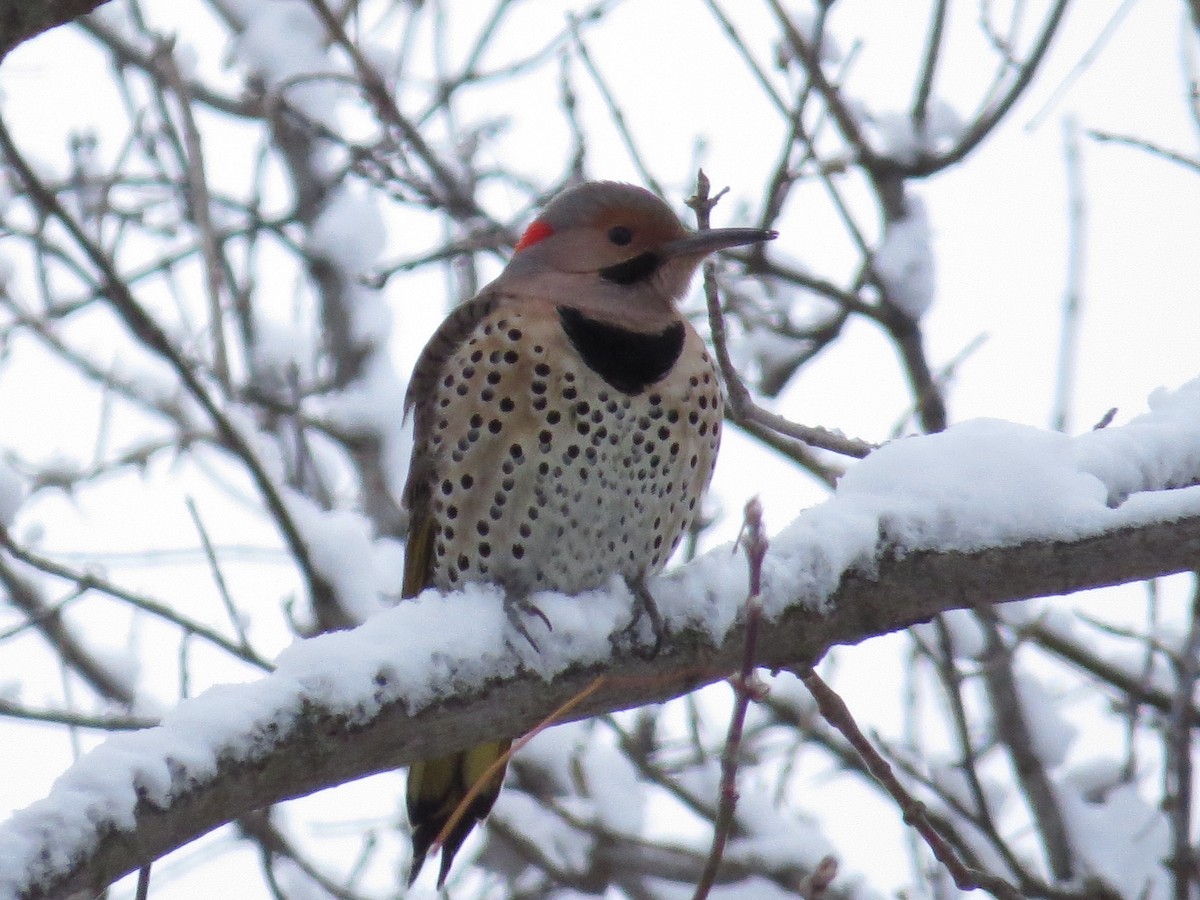 Northern Flicker - ML132605151