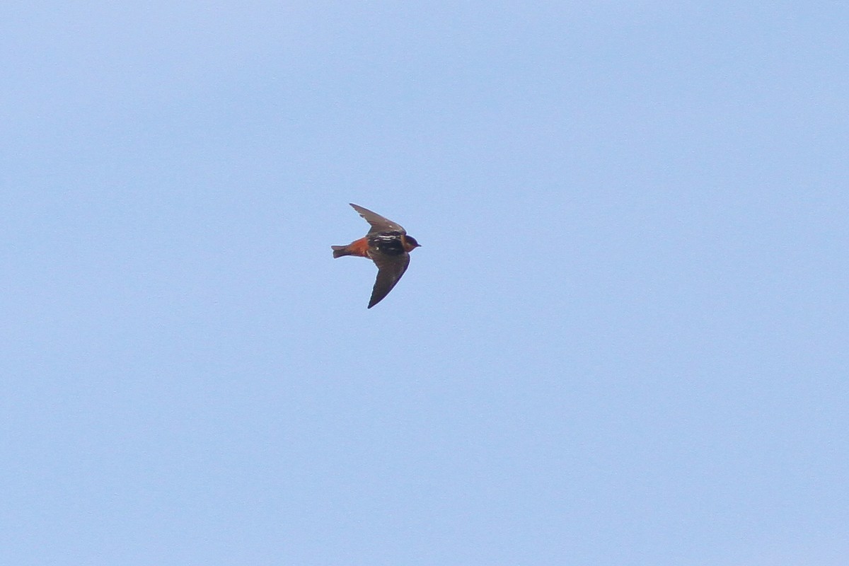 Cave Swallow (Caribbean) - ML132606011