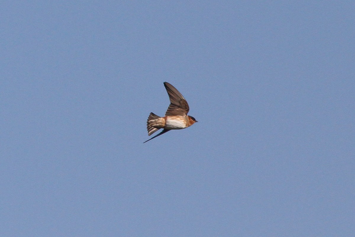 Golondrina Pueblera (grupo fulva) - ML132606091