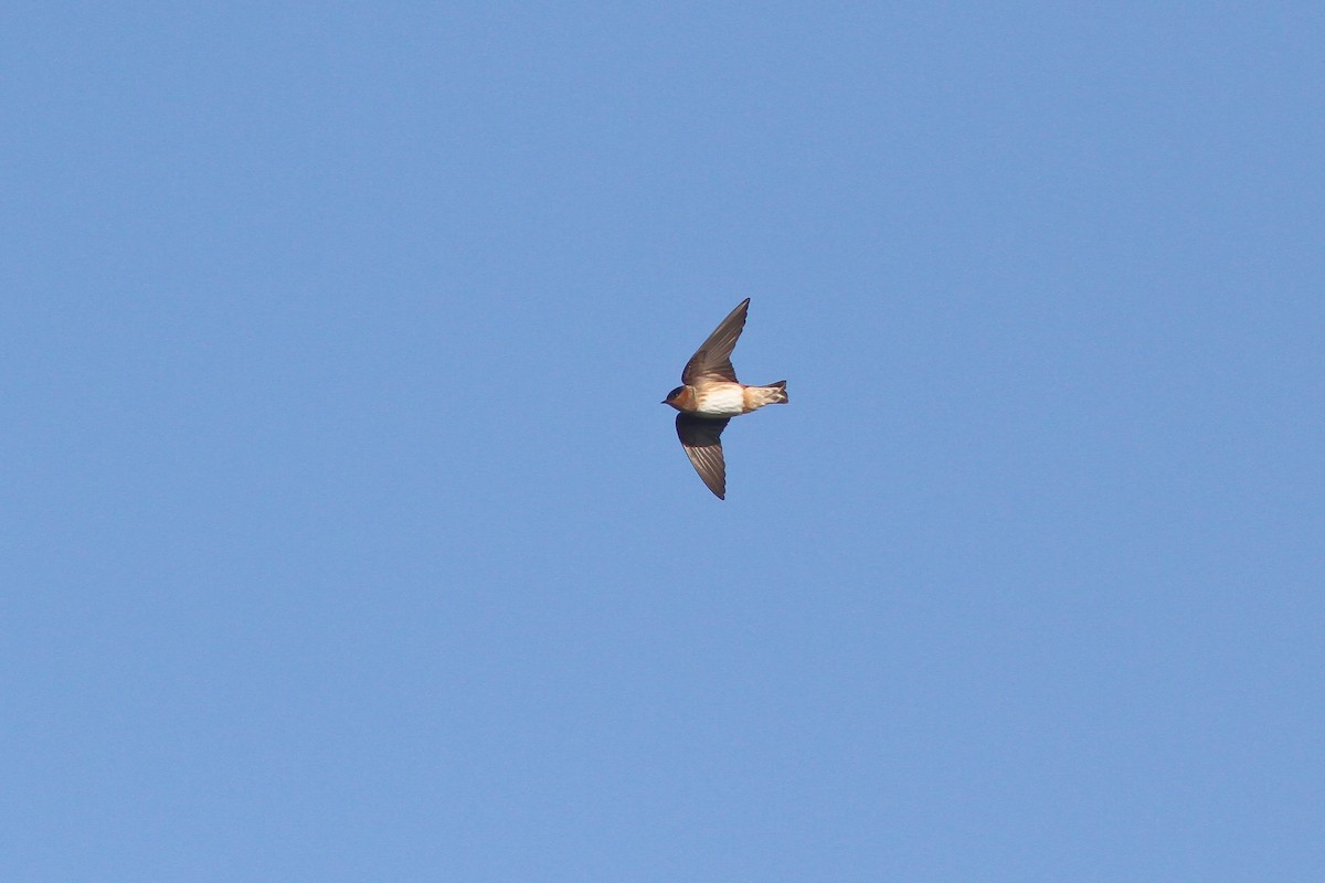 Golondrina Pueblera (grupo fulva) - ML132606121