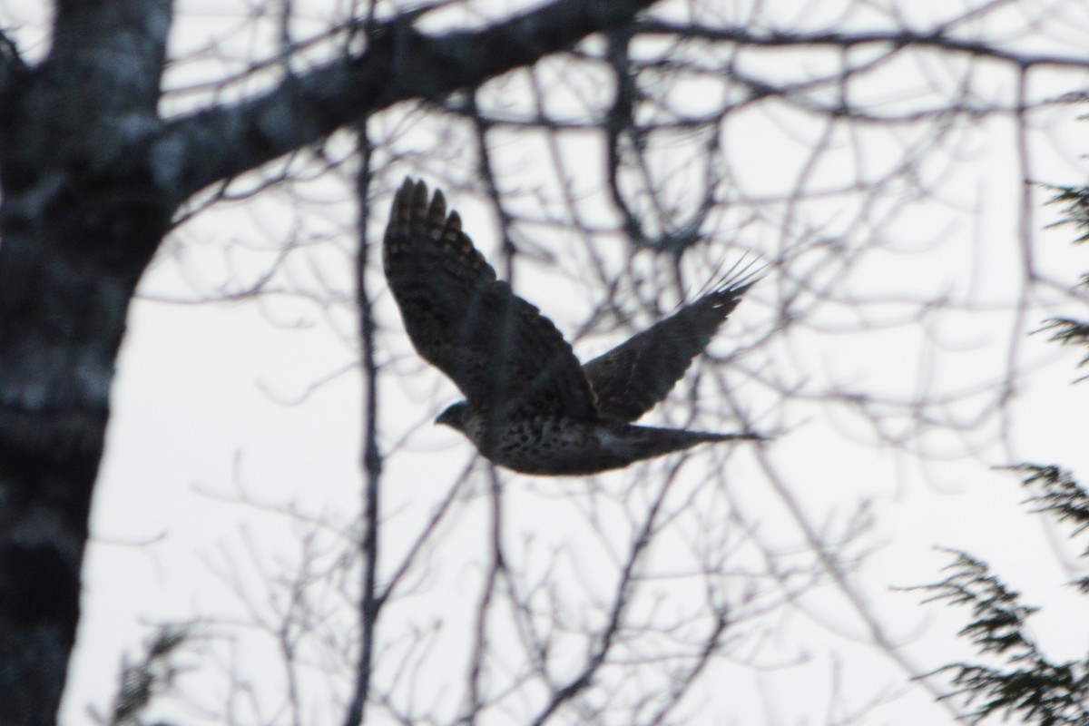 American Goshawk - ML132606761