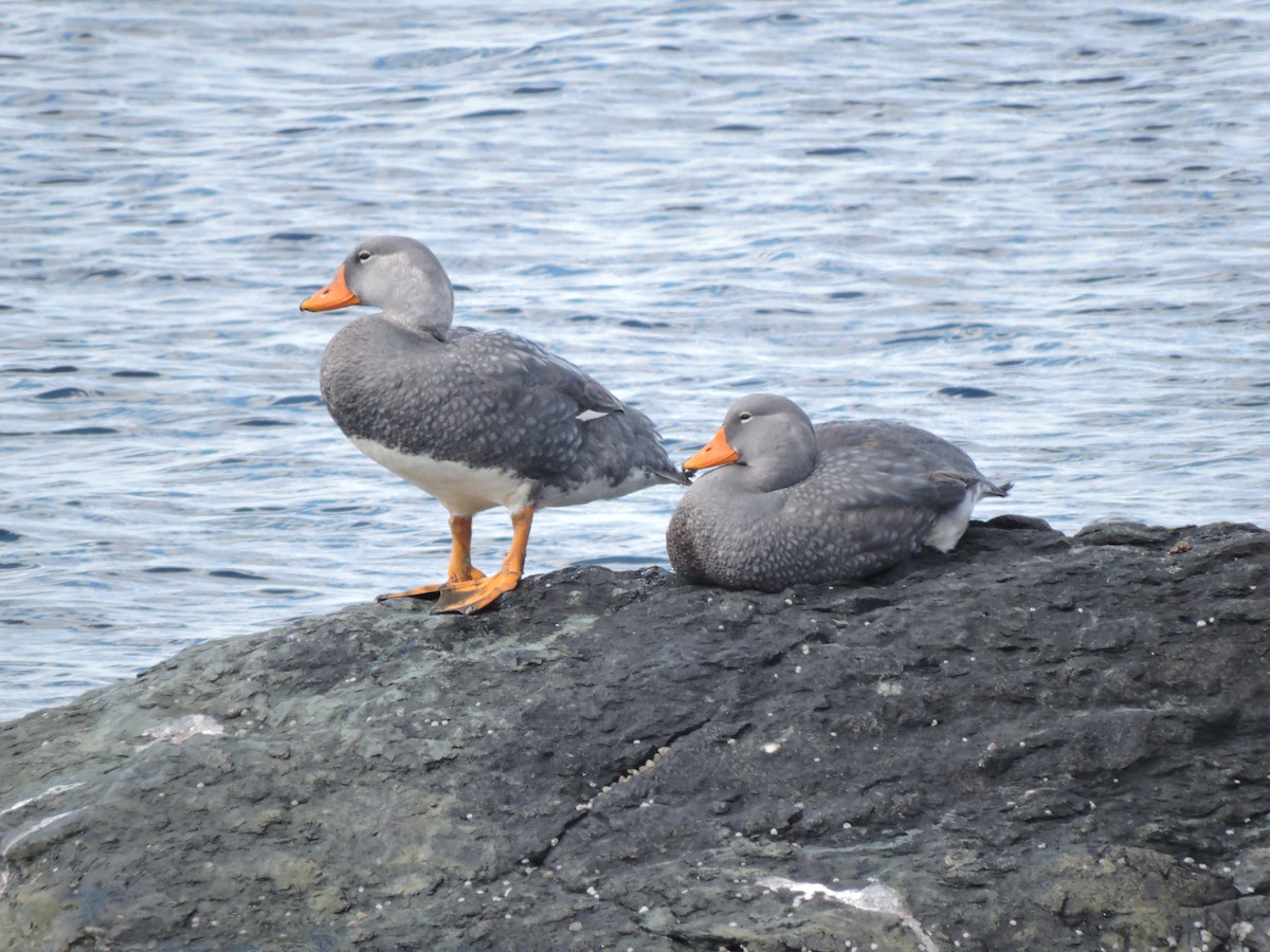 Flightless Steamer-Duck - ML132610501