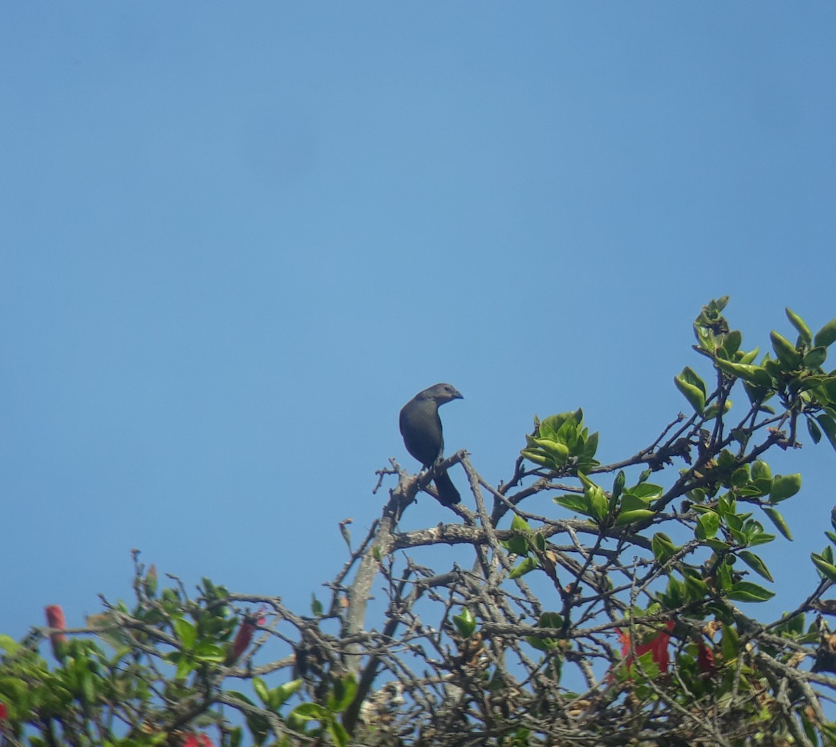 Shiny Cowbird - ML132610551