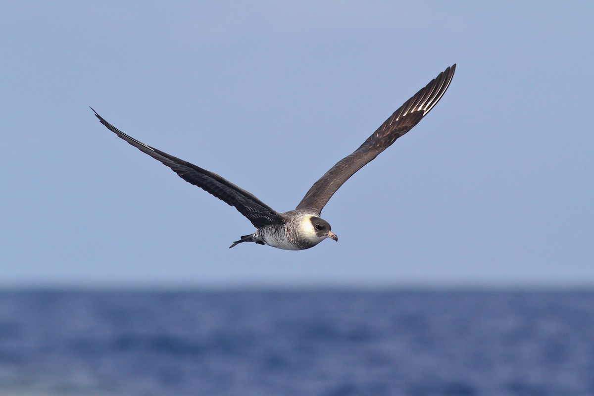 Pomarine Jaeger - Michael O'Brien