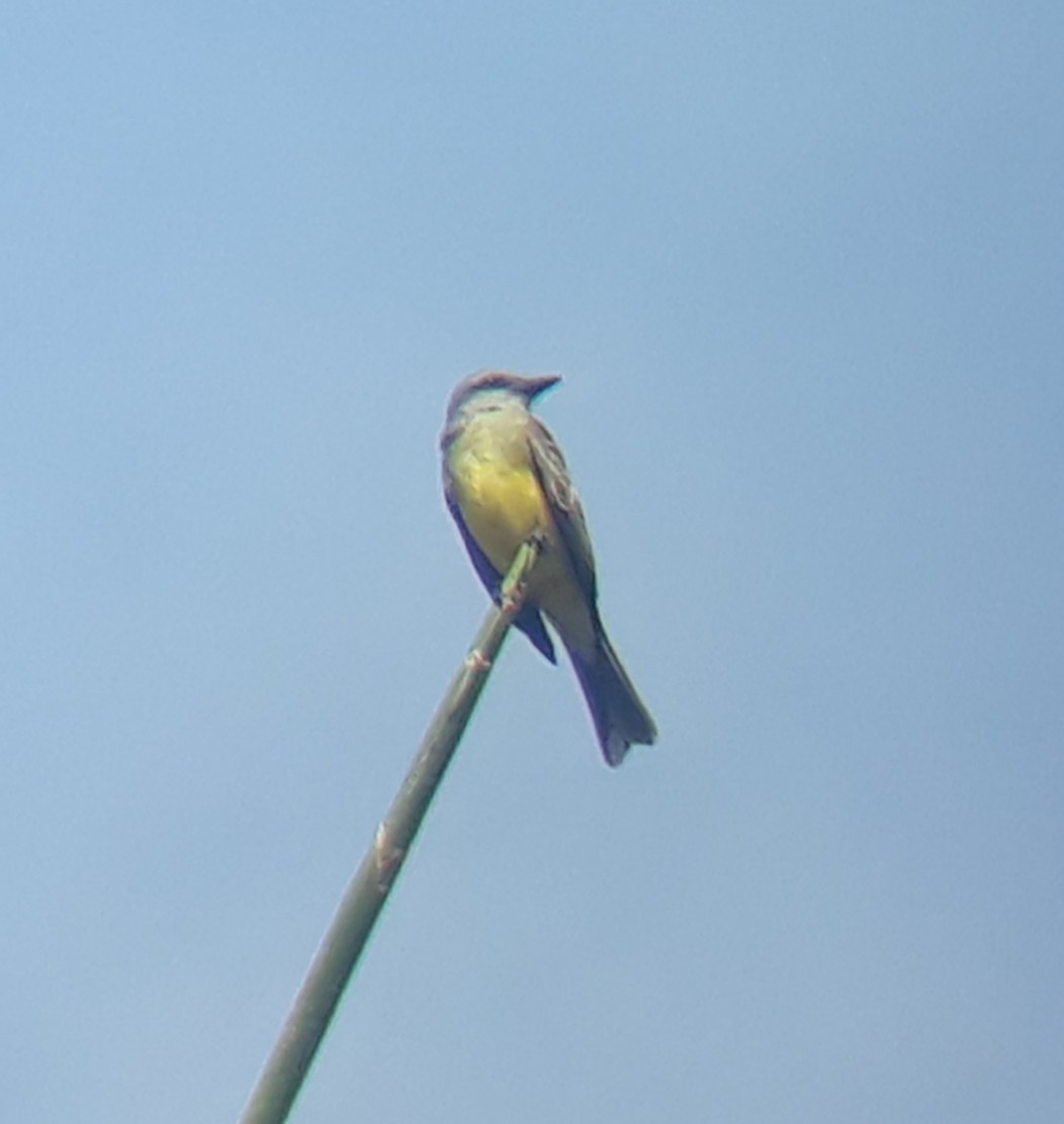 Tropical Kingbird - ML132610801