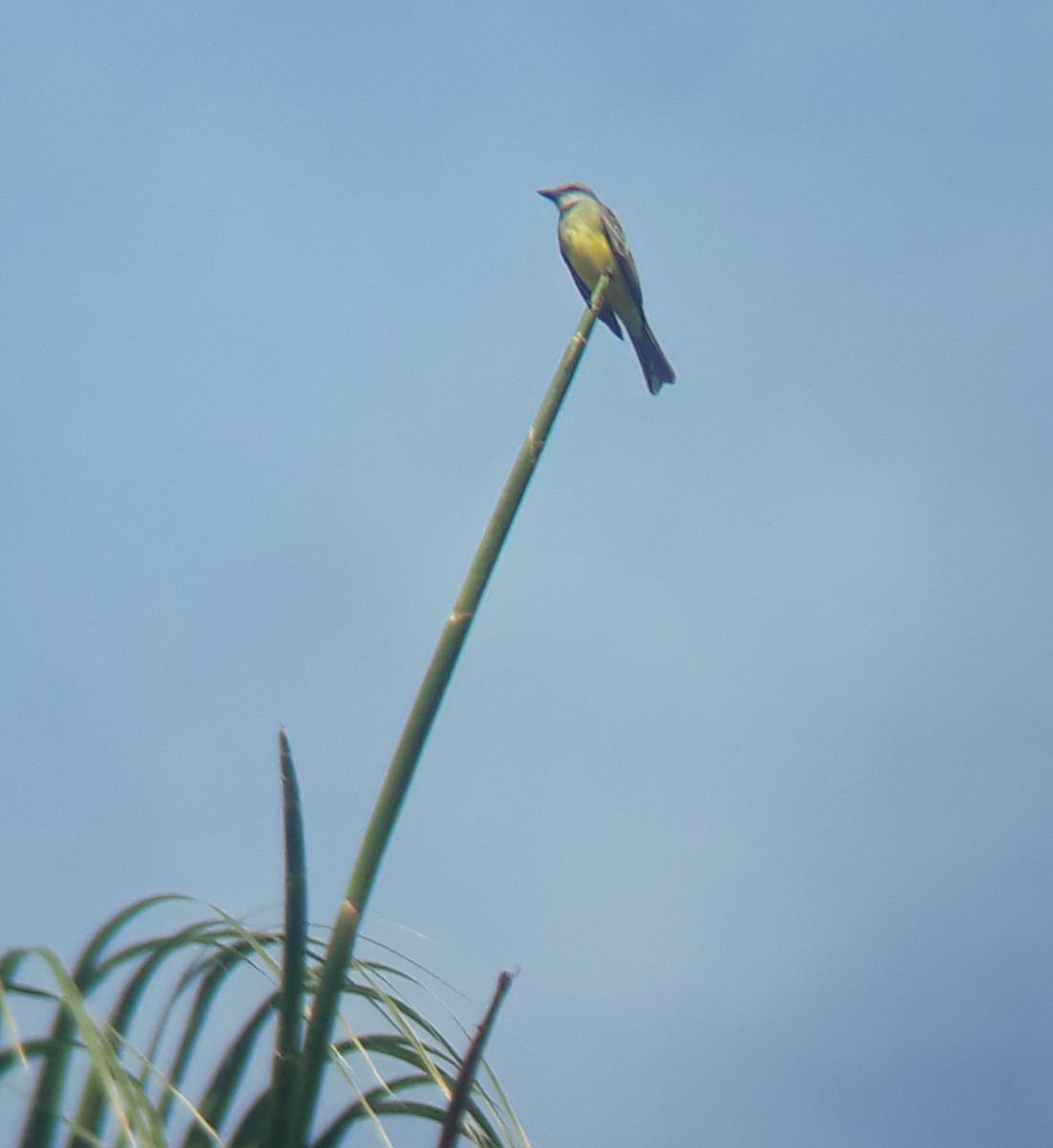 Tropical Kingbird - ML132610821