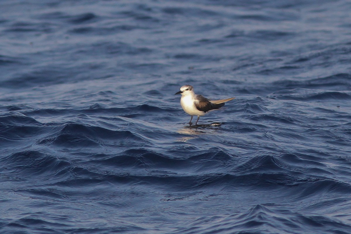 Bridled Tern - ML132611131