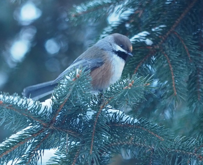 Mésange à tête brune - ML132611431