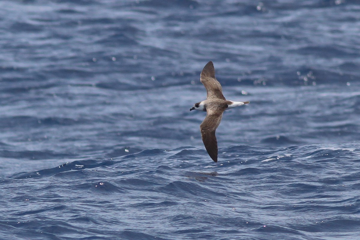 Black-capped Petrel - ML132611571