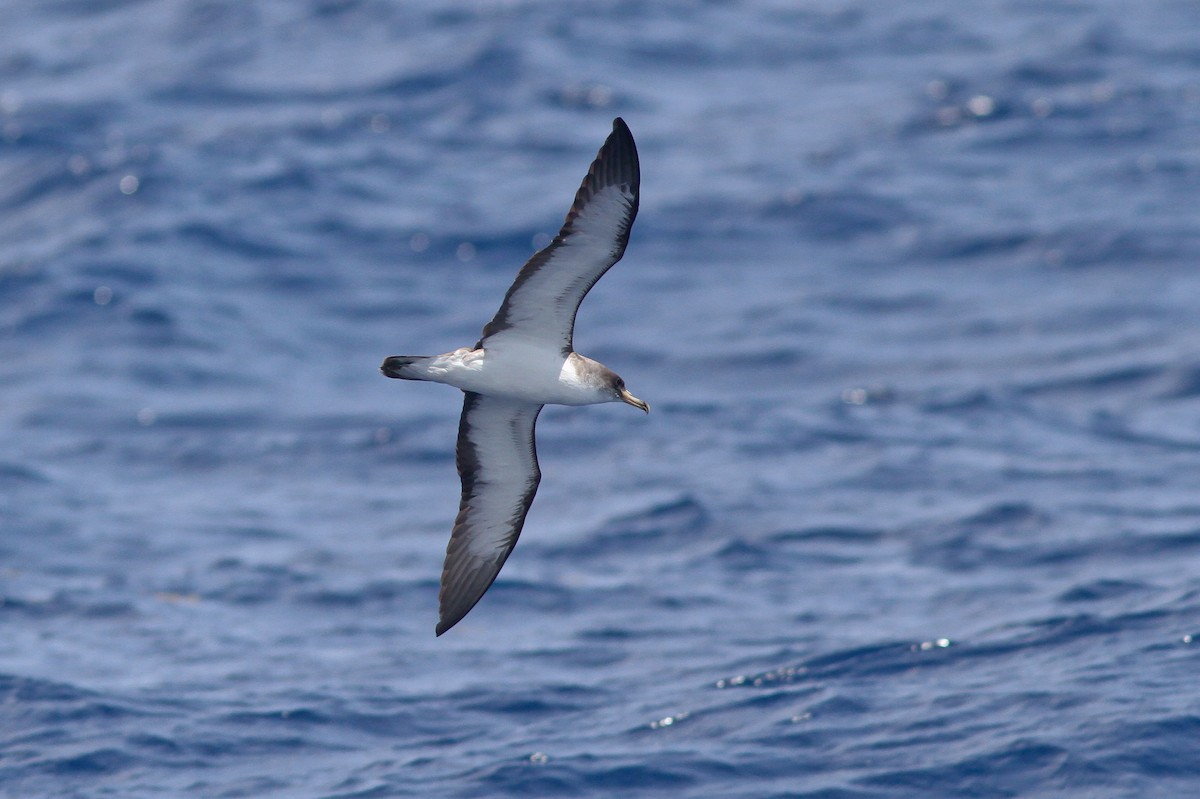 Cory's Shearwater (borealis) - ML132611841