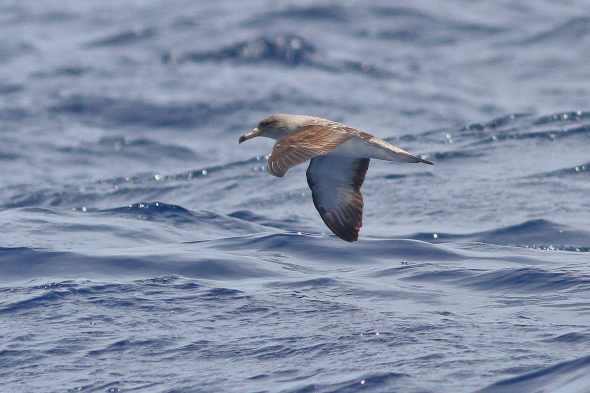 Cory's Shearwater (Scopoli's) - ML132612731