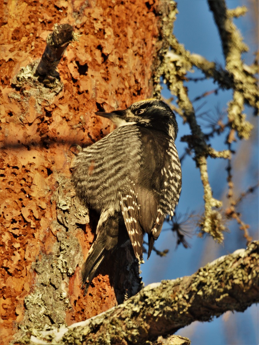 American Three-toed Woodpecker - ML132612971