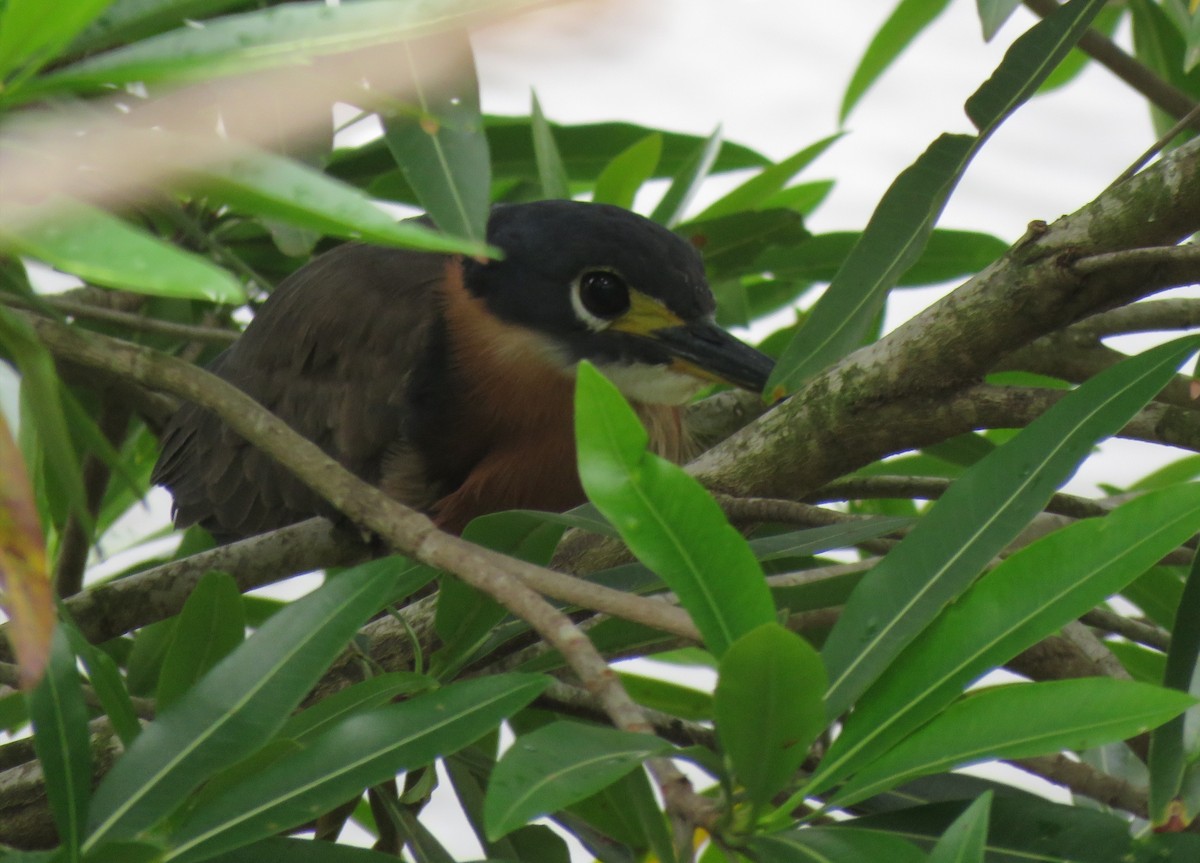 White-backed Night Heron - ML132613561