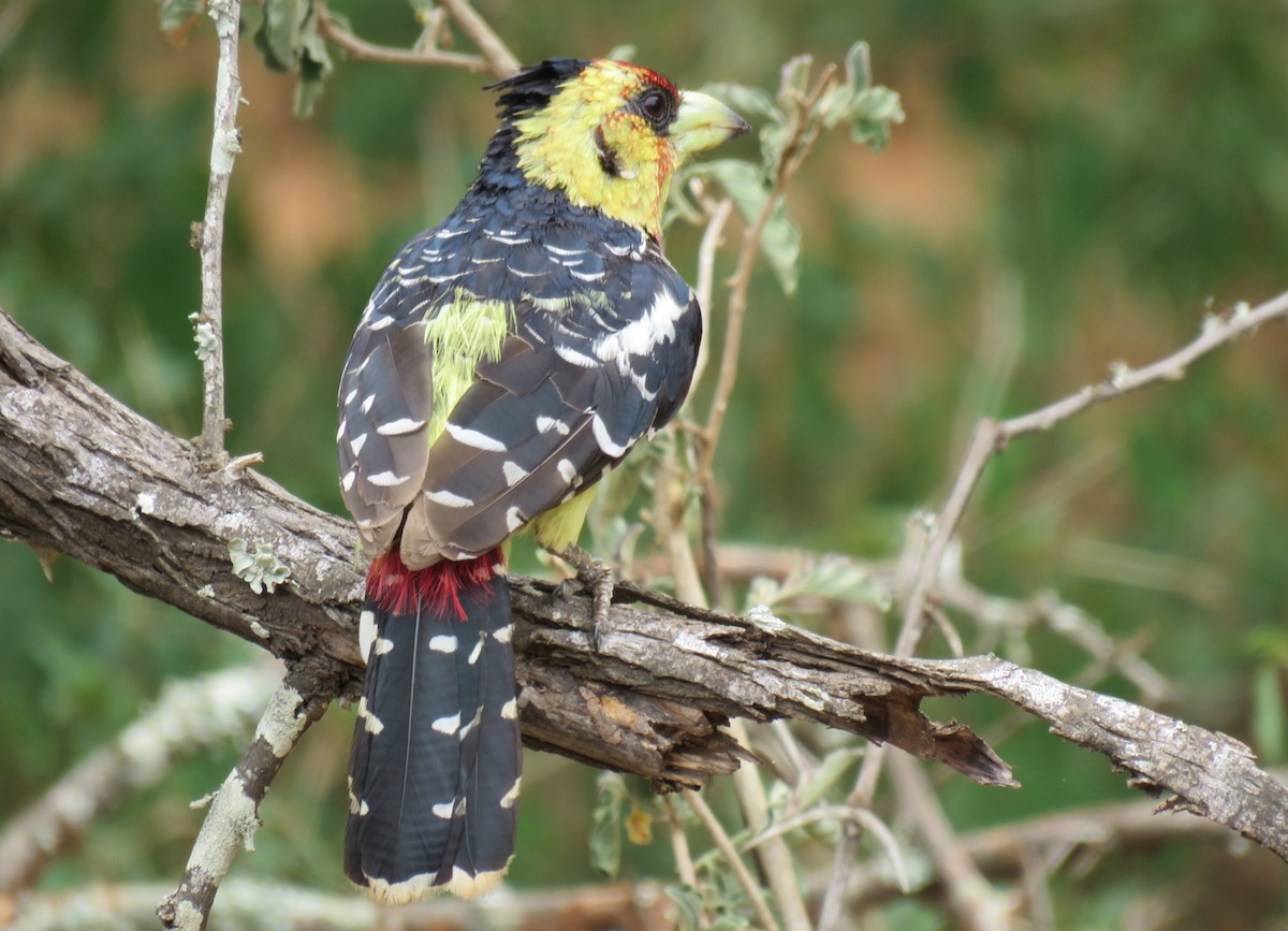 Crested Barbet - ML132613811