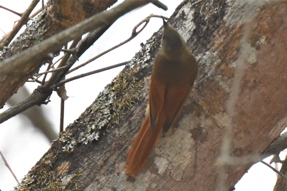 Olivaceous Woodcreeper - ML132614981