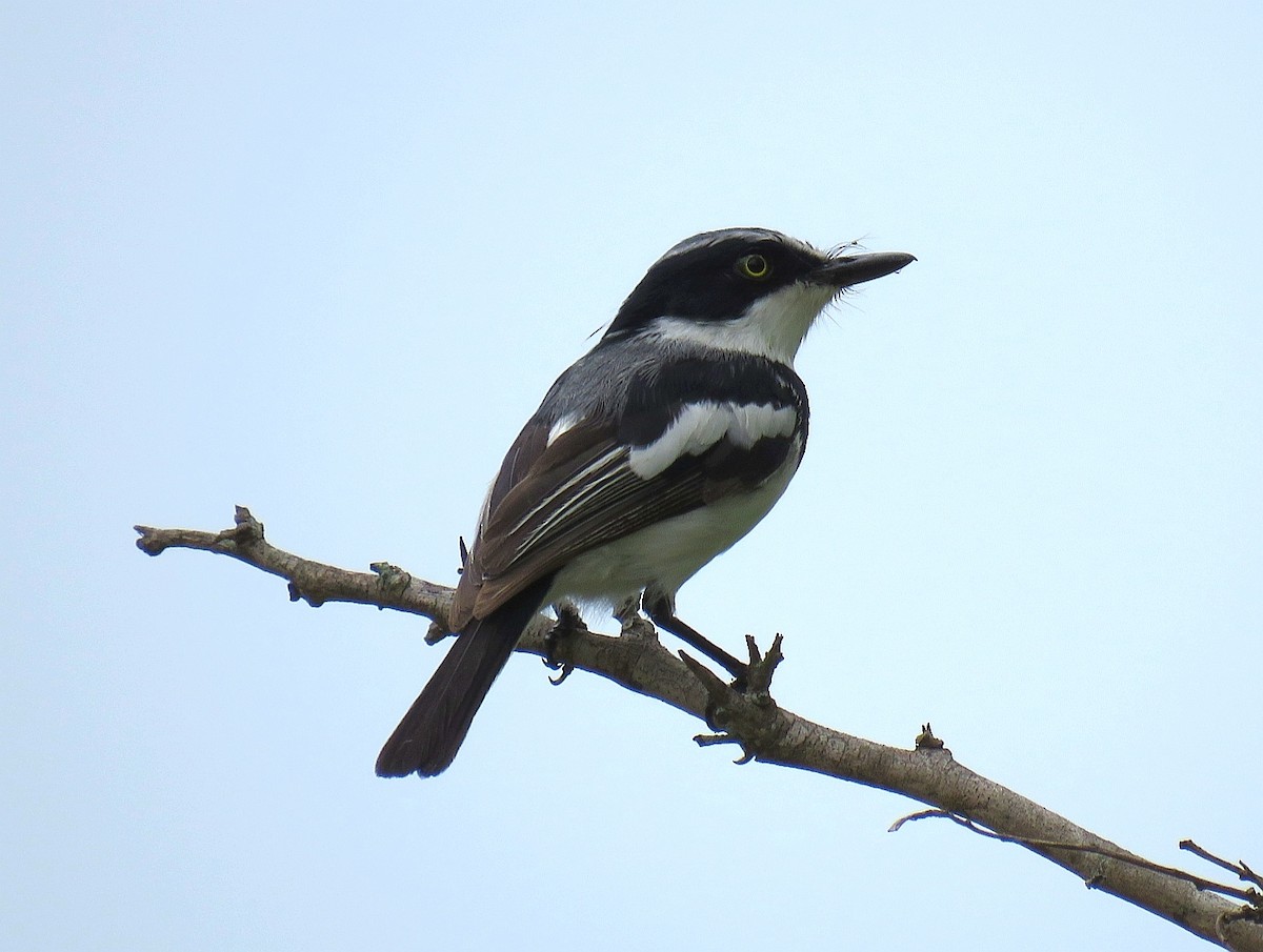 Chinspot Batis - ML132615031