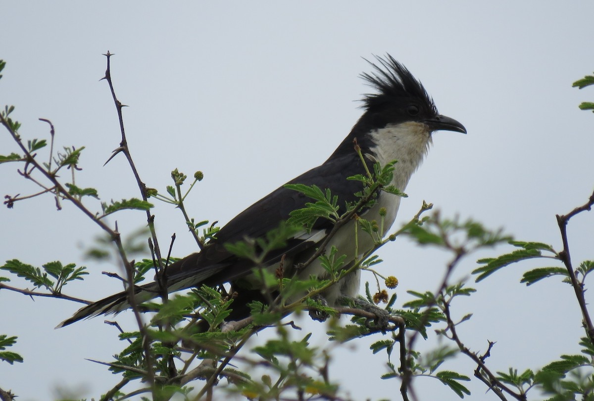 Pied Cuckoo - ML132615301