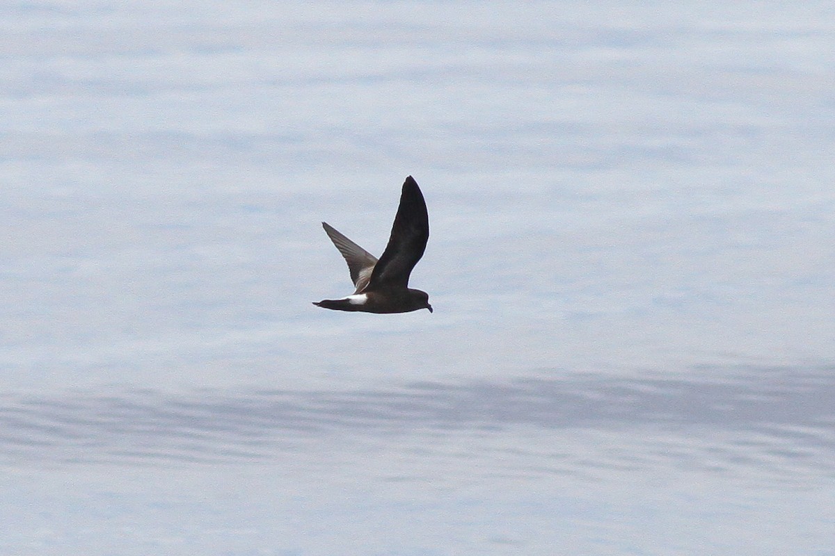 Band-rumped Storm-Petrel (Madeiran) - ML132615331