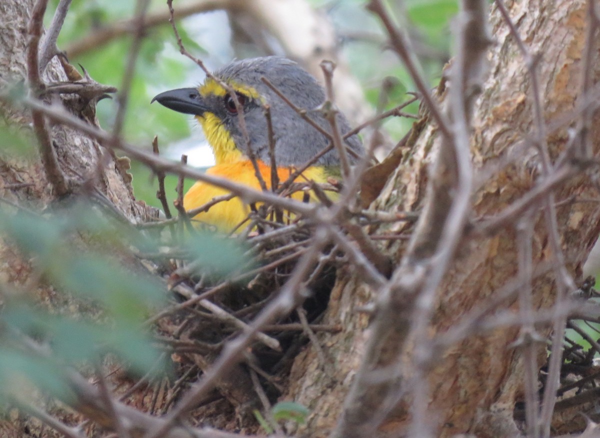 Sulphur-breasted Bushshrike - ML132615501