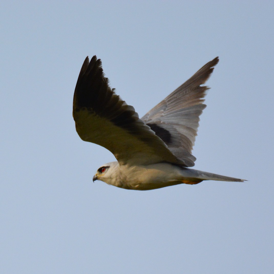 Black-winged Kite - Aneesh Sasidevan