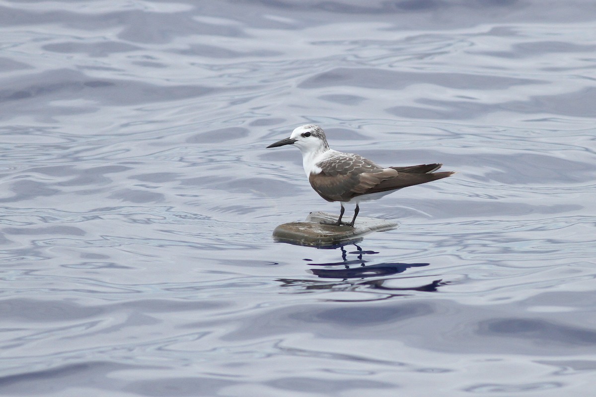 Bridled Tern - ML132616591