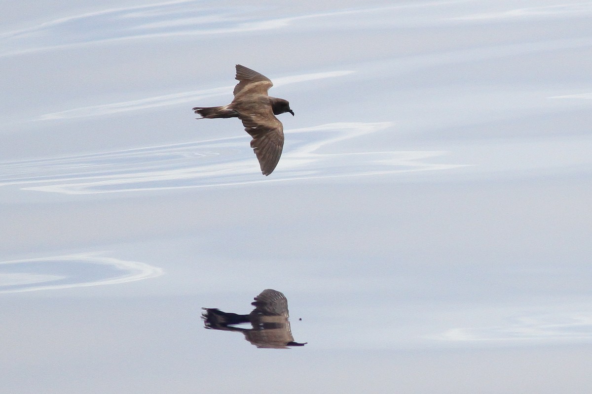 Leach's Storm-Petrel - ML132616981