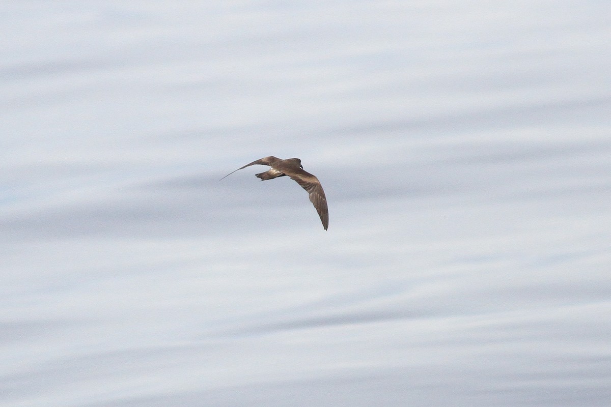 Leach's Storm-Petrel - ML132617111