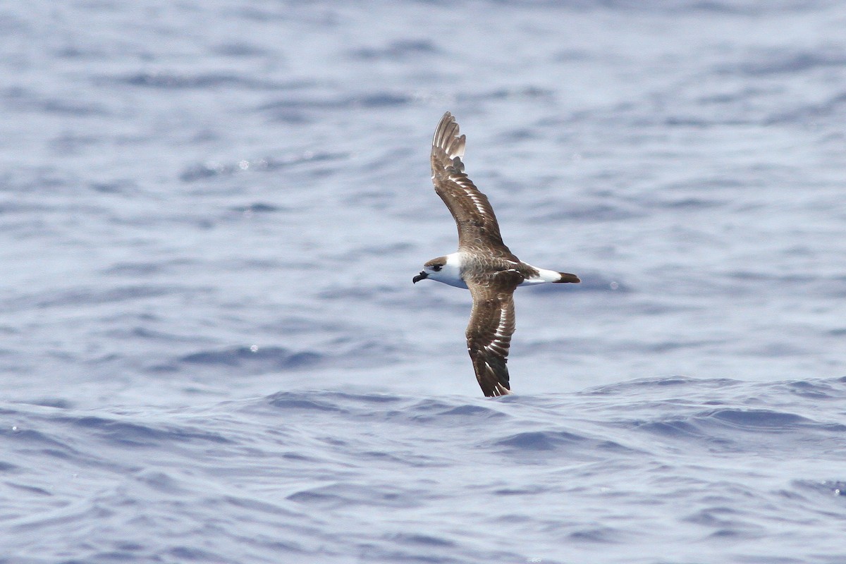 ズグロシロハラミズナギドリ（White-faced） - ML132617641